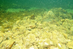 Alpheus novaezealandiae