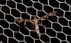 Nippoptilia cinctipedalis