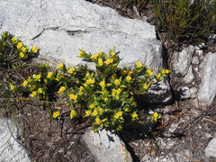 Gnidia juniperifolia