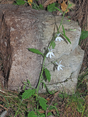 Lobelia pubescens