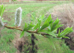 Salix gmelinii