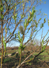 Salix gmelinii