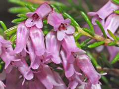 Erica intervallaris