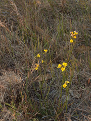Goodenia stelligera