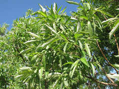 Salix gmelinii