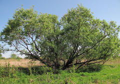 Salix gmelinii