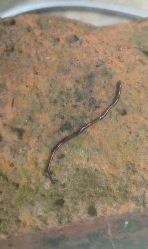 Brahminy Blindsnake