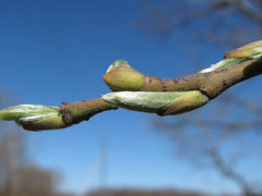 Salix gmelinii