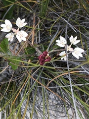 Xanthosia rotundifolia