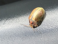 Paropsisterna bimaculata