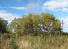 Salix gmelinii