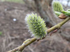 Salix gmelinii