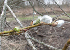 Salix gmelinii
