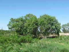 Salix gmelinii