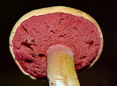 Chalciporus pseudorubinellus