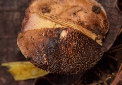 Chalciporus pseudorubinellus