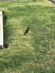 Acridotheres tristis