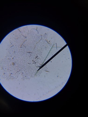 Arthrospira jenneri, 2025-10-06