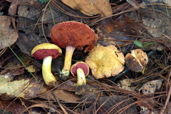 Chalciporus pseudorubinellus
