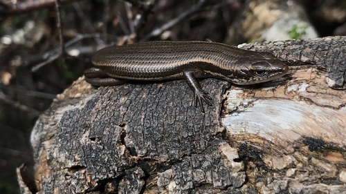 Metallic Cool-skink, Carinascincus metallicus