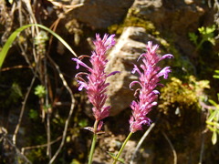 Agastache mearnsii