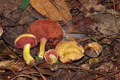 Chalciporus pseudorubinellus