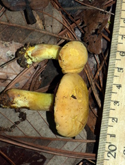 Chalciporus pseudorubinellus