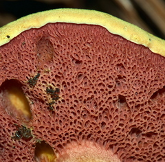 Chalciporus pseudorubinellus