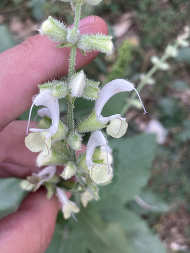 Lulling Sage (Salvia limbata)