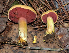 Chalciporus pseudorubinellus