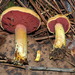 Chalciporus pseudorubinellus - Photo (c) Alan Rockefeller, some rights reserved (CC BY), uploaded by Alan Rockefeller