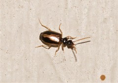 Pentagonica