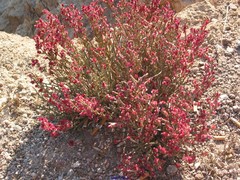 Anabasis articulata