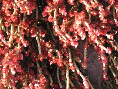 Anabasis articulata