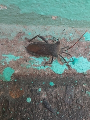 Elasmopoda valga