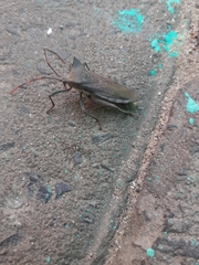 Elasmopoda valga