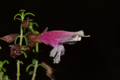 Prostanthera serpyllifolia