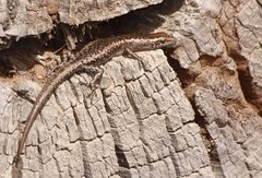 Cryptoblepharus pannosus