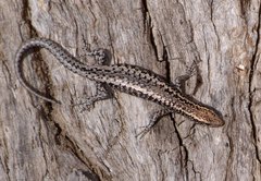 Cryptoblepharus pannosus