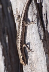 Cryptoblepharus pannosus