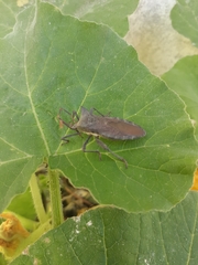 Elasmopoda valga