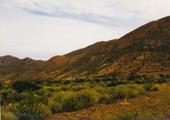 Anthyllis terniflora