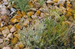 Lavandula stoechas stoechas