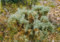 Ulex canescens