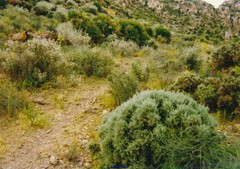 Ulex canescens
