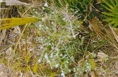 Teucrium capitatum gracillimum