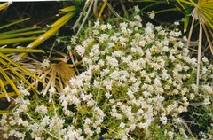 Teucrium capitatum gracillimum