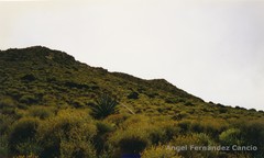 Anthyllis terniflora