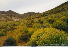 Anthyllis terniflora