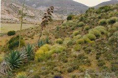 Anthyllis terniflora